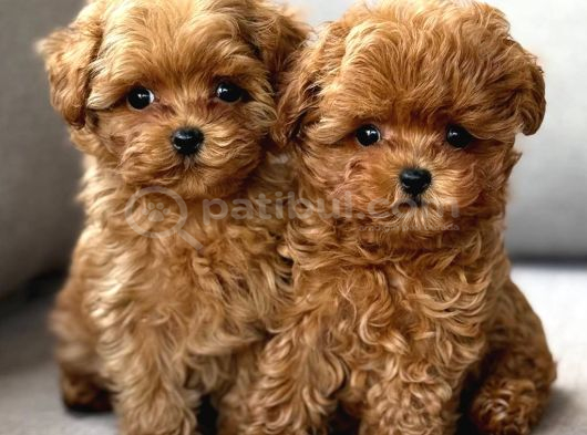 Toy Poodle Sevi̇mli̇ Yavrular Ev Üreti̇mi̇