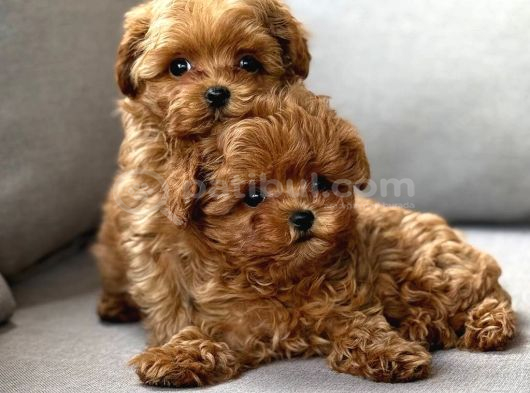 Toy Poodle Sevi̇mli̇ Yavrular Ev Üreti̇mi̇ görsel