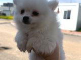 Pomeranian Tilki Surat  Yavrular Yeni Ailesini Arıyor