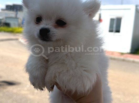 Pomeranian Tilki Surat  Yavrular Yeni Ailesini Arıyor görsel
