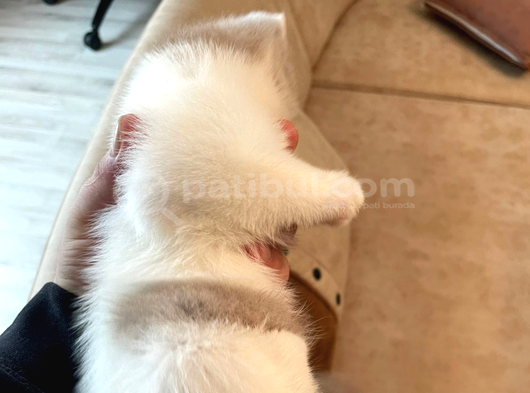 Nadir Harlequin Li̇lac  British Shorthair Dişi Yavru görsel