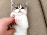 Nadir Harlequin lİLAC  British Shorthair Dişi Yavru