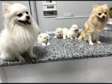 Pomeranian Tilki Surat  Yavrular Yeni Ailesini Arıyor