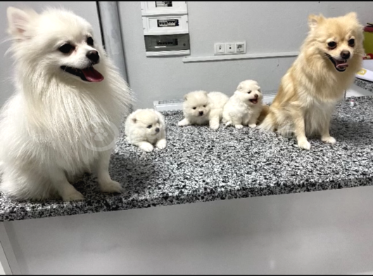 Pomeranian Tilki Surat  Yavrular Yeni Ailesini Arıyor görsel