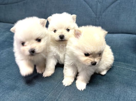 Pomeranian Tilki Surat  Yavrular Yeni Ailesini Arıyor görsel