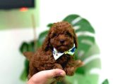 Safkan Red Toy Micro Poodle Yavruları Sağlıklı Aşılı