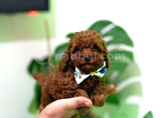 Safkan Red Toy Micro Poodle Yavruları Sağlıklı Aşılı