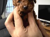 Red Brow Toy Poodle Yavrumuz