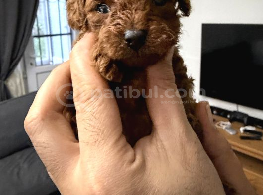 Red Brow Toy Poodle Yavrumuz görsel