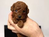 Red Brow Toy Poodle Yavrumuz