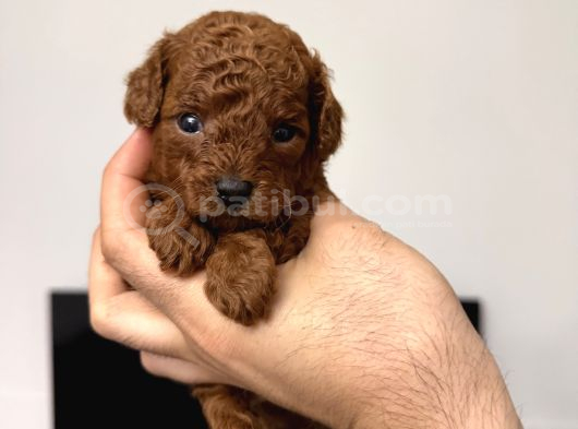 Red Brow Toy Poodle Yavrumuz görsel