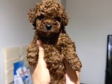 Red Brow Toy Poodle Yavrumuz