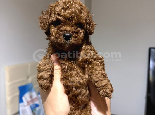 Red Brow Toy Poodle Yavrumuz görsel