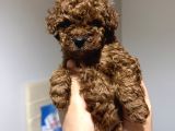 Red brow toy poodle yavrumuz