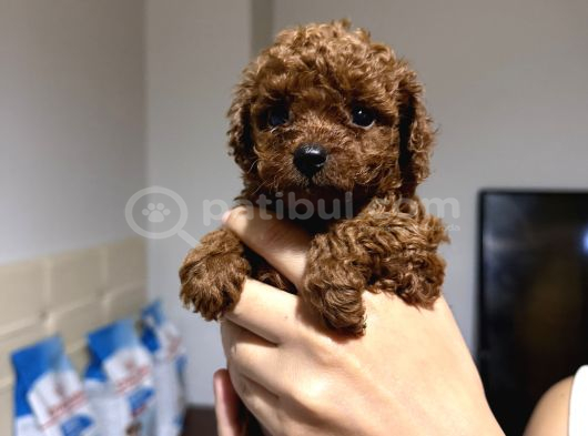 Red Brow Toy Poodle Yavrumuz görsel
