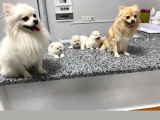 Pomeranian Tilki Surat  Yavrular Yeni Ailesini Arıyor