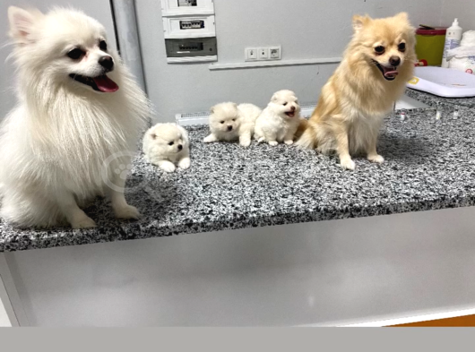 Pomeranian Tilki Surat  Yavrular Yeni Ailesini Arıyor görsel