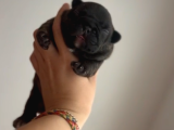 Süper Anatomi Irk - Sağlık Garantili French Bulldog Yavrular