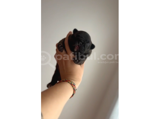 Süper Anatomi Irk - Sağlık Garantili French Bulldog Yavrular görsel