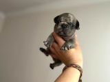 Süper Anatomi Irk - Sağlık Garantili French Bulldog Yavrular