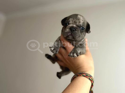 Süper Anatomi Irk - Sağlık Garantili French Bulldog Yavrular görsel