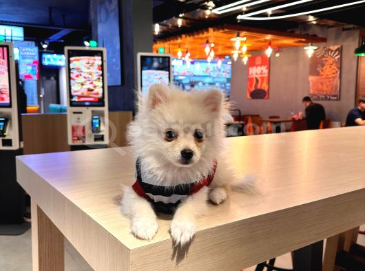 Pomeranian Tilki Surat  Yavrular Yeni Ailesini Arıyor görsel