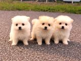 pomeranian tilki surat  Yavrular Yeni Ailesini Arıyor