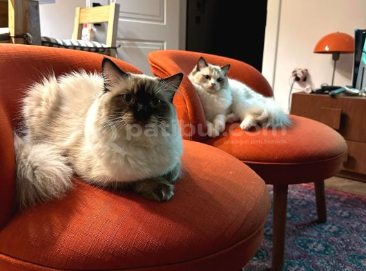 Ragdoll Bebeklerimiz Yeni Yuvalarini Bekliyor görsel