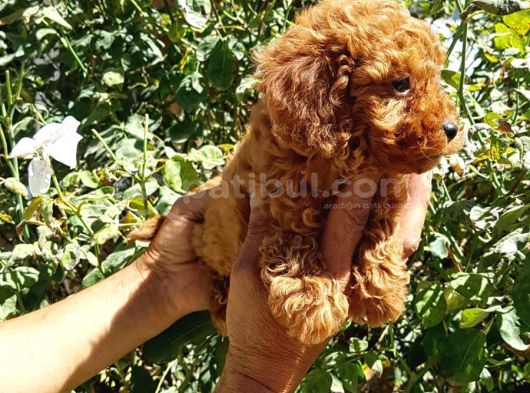 Red Brown A Kali̇te Orji̇nal Toy Yavrular görsel