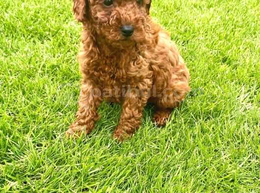 Red Brown A Kali̇te Orji̇nal Toy Yavrular görsel