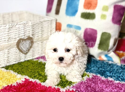 Orjinal Bichon Fri̇se Yavrularımız görsel