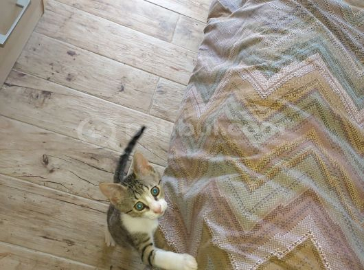 Ücretsiz Kedi Sahiplendirme Yavrulara Sıcak Yuva Arıyoruz görsel