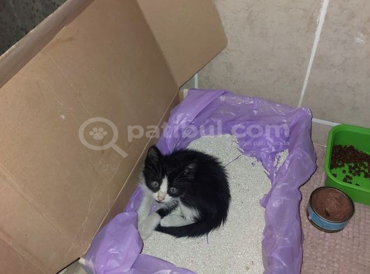 Ücretsiz Kedi Sahiplendirme Yavrulara Sıcak Yuva Arıyoruz görsel