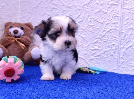 Neşe Kaynağı Orjinal Morkie görsel