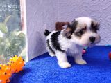 Neşe Kaynağı Orjinal Morkie