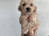 Toy Poodle Yavrularımız