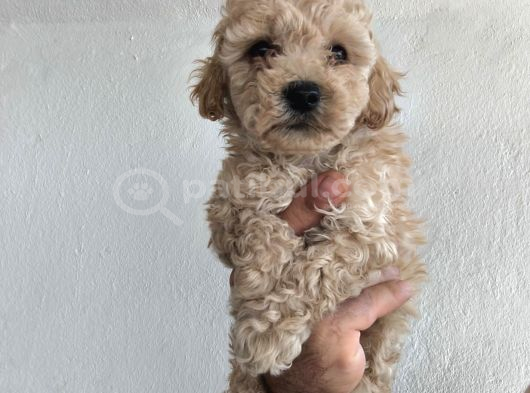 Toy Poodle Yavrularımız görsel