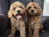 Toy poodle yavrularımız