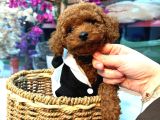 Mağazamızdan Erkek Toypoodle Yavrular