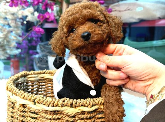 Mağazamızdan Erkek Toypoodle Yavrular görsel