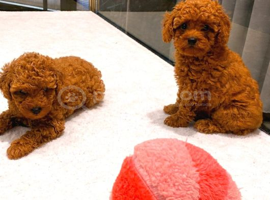 Mağazamızdan Erkek Toypoodle Yavrular görsel