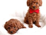 Mağazamızdan erkek toypoodle yavrular