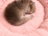 Safkan British Longhair Anne Babanın Safkan Biricik Kizlari