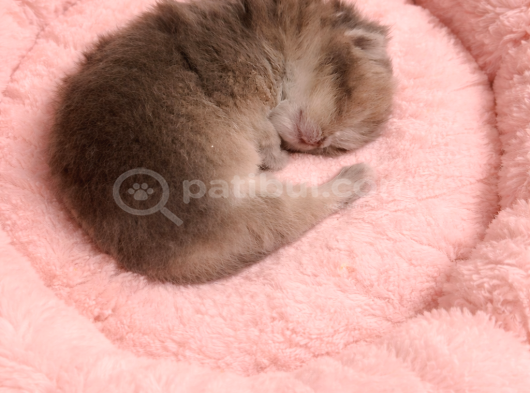 Safkan British Longhair Anne Babanın Safkan Biricik Kizlari görsel