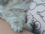 Safkan British Longhair Anne Babanın Safkan Biricik Kizlari