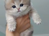 Safkan british Longhair anne babanın safkan biricik kizlari