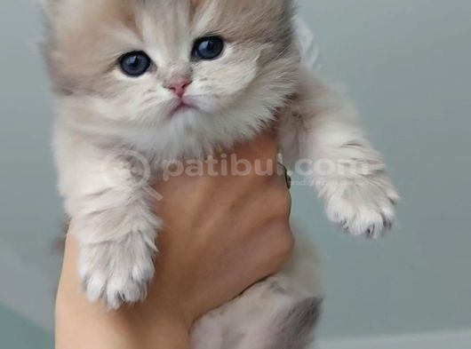 Safkan British Longhair Anne Babanın Safkan Biricik Kizlari