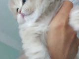 Safkan British Longhair Anne Babanın Safkan Biricik Kizlari