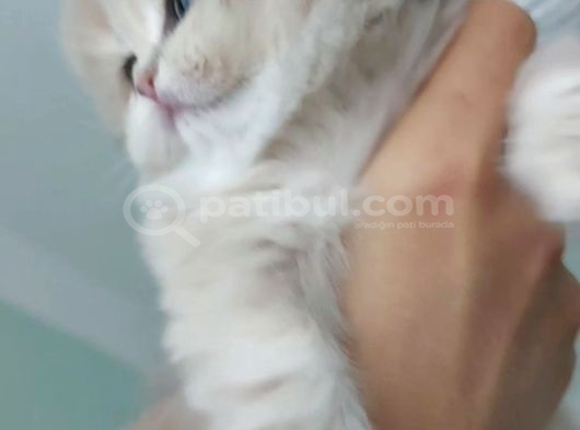 Safkan British Longhair Anne Babanın Safkan Biricik Kizlari görsel