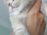 Safkan British Longhair Anne Babanın Safkan Biricik Kizlari